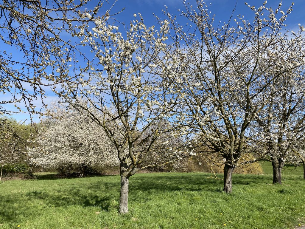 Ferienwohnung Moosgarten Bornheim