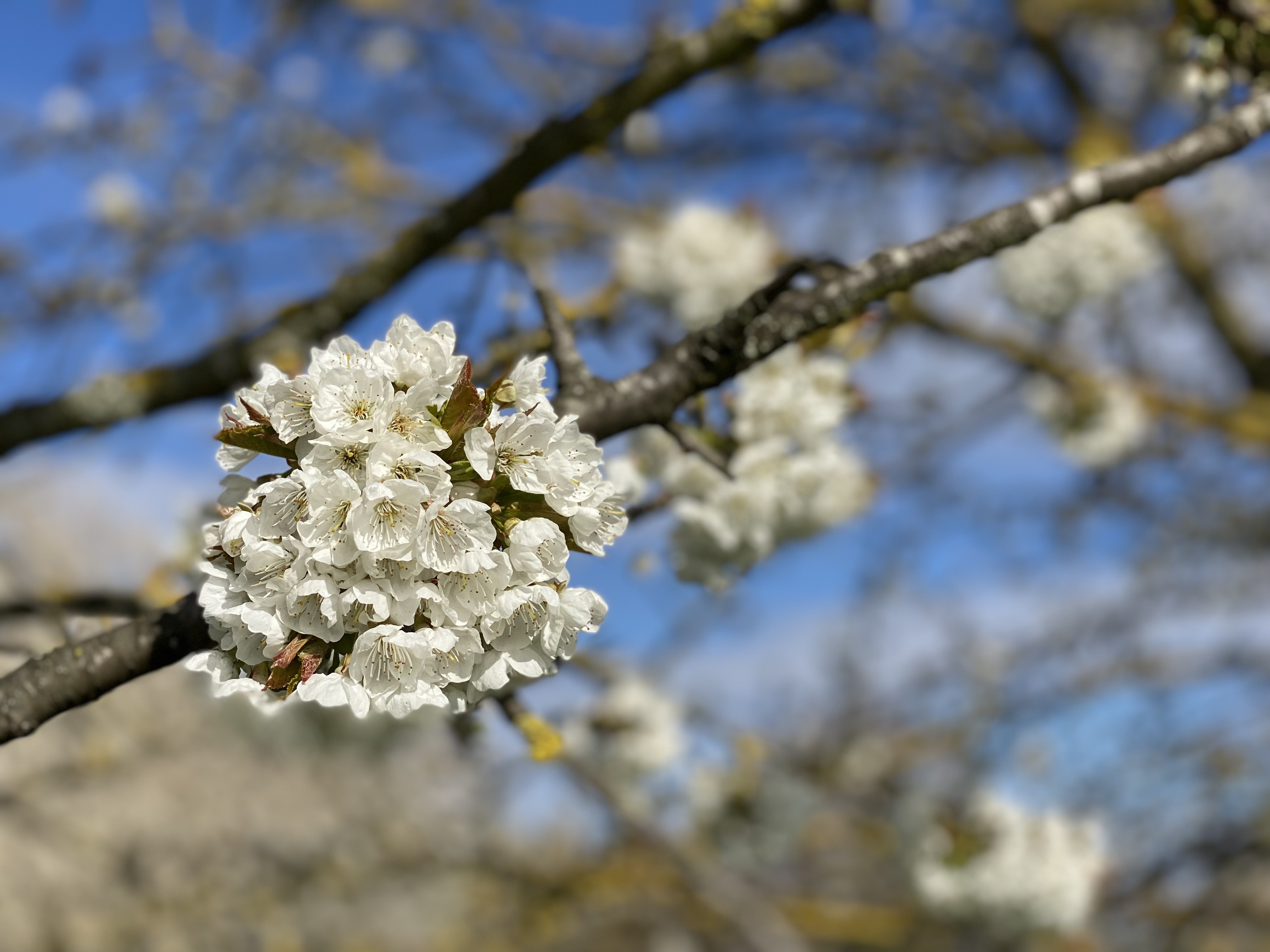 Frühling im Vorgebirge Bornheim – Natur erleben zwischen Köln und Bonn