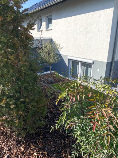 Blick auf eine Gartenlandschaft mit Büschen und einem Gebäudewand im Hintergrund.