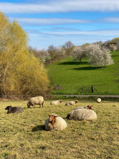 Schafe liegen auf einer Wiese, umgeben von Bäumen und blühenden Sträuchern.